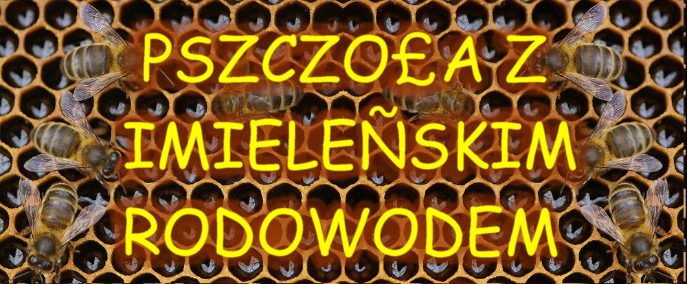Pszczoły w imielnie